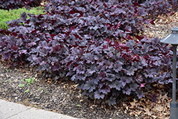 Frosted Violet Coral Bells (Heuchera 'Frosted Violet') at Valley View Farms