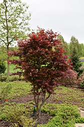 Emperor I Japanese Maple (Acer palmatum 'Wolff') at Valley View Farms