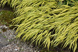Golden Variegated Hakone Grass (Hakonechloa macra 'Aureola') at Valley View Farms