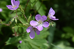 Spotted Cranesbill (Geranium maculatum) at Valley View Farms