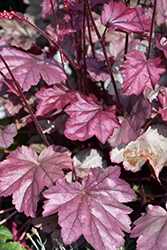 Stainless Steel Coral Bells (Heuchera 'Stainless Steel') at Valley View Farms