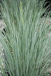 Sapphire Blue Oat Grass (Helictotrichon sempervirens 'Sapphire') at Valley View Farms