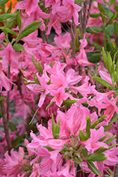 Northern Lights Azalea (Rhododendron 'Northern Lights') at Valley View Farms