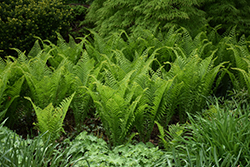 Ostrich Fern (Matteuccia struthiopteris) at Valley View Farms