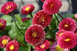 Tasso Red English Daisy (Bellis perennis 'Tasso Red') at Valley View Farms