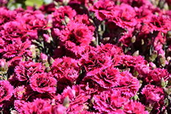 Starlette Pinks (Dianthus 'Evian') at Valley View Farms
