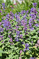 Early Bird Catmint (Nepeta 'Early Bird') at Valley View Farms