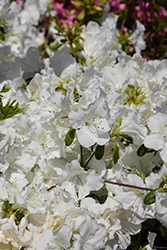 Girard's Pleasant White Azalea (Rhododendron 'Girard's Pleasant White') at Valley View Farms