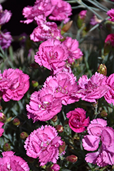 EverLast Orchid Pinks (Dianthus 'EverLast Orchid') at Valley View Farms
