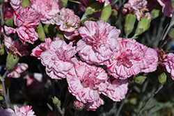 Devon Cottage Pinball Wizard Pinks (Dianthus 'WP15 MOW08') at Valley View Farms