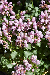 Pink Pewter Spotted Dead Nettle (Lamium maculatum 'Pink Pewter') at Valley View Farms