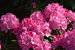 Dandy Man Pink Rhododendron (Rhododendron 'PKT2011') at Valley View Farms