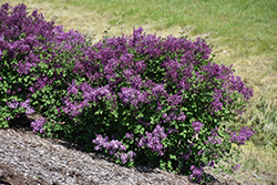 Bloomerang Dark Purple Lilac (Syringa 'SMSJBP7') at Valley View Farms