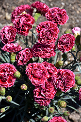 Fruit Punch Cherry Vanilla Pinks (Dianthus 'Cherry Vanilla') at Valley View Farms