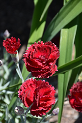 Pretty Poppers Electric Red Pinks (Dianthus 'Electric Red') at Valley View Farms