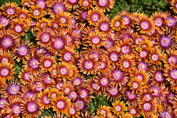 Fire Spinner Ice Plant (Delosperma 'Fire Spinner') at Valley View Farms