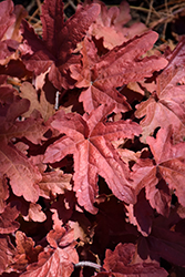 Fun and Games Red Rover Foamy Bells (Heucherella 'Red Rover') at Valley View Farms