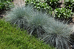 Blue Whiskers Blue Fescue (Festuca glauca 'Blue Whiskers') at Valley View Farms