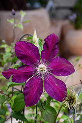 Westerplatte Clematis (Clematis 'Westerplatte') at Valley View Farms