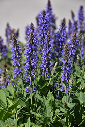 Blue Hill Sage (Salvia x sylvestris 'Blue Hill') at Valley View Farms