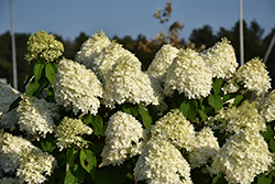 Limelight Hydrangea (Hydrangea paniculata 'Limelight') at Valley View Farms