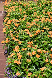 Orange Marmalade Firecracker Plant (Crossandra infundibuliformis 'Orange Marmalade') at Valley View Farms