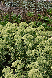 Frosted Fire Stonecrop (Sedum 'Frosted Fire') at Valley View Farms