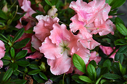 ReBLOOM Blush Elegance Azalea (Rhododendron 'RLH1-12PO') at Valley View Farms