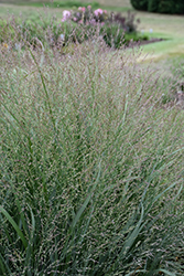 Cape Breeze Switch Grass (Panicum virgatum 'Cape Breeze') at Valley View Farms