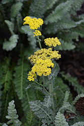 Sassy Summer Silver Yarrow (Achillea 'Sassy Summer Silver') at Valley View Farms