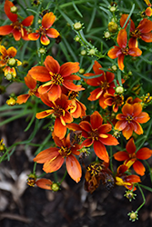 Sizzle And Spice Crazy Cayenne Tickseed (Coreopsis verticillata 'Crazy Cayenne') at Valley View Farms
