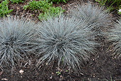Blue Whiskers Blue Fescue (Festuca glauca 'Blue Whiskers') at Valley View Farms
