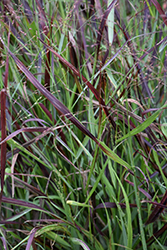 Cheyenne Sky Switch Grass (Panicum virgatum 'Cheyenne Sky') at Valley View Farms