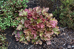 Peachberry Ice Coral Bells (Heuchera 'Peachberry Ice') at Valley View Farms