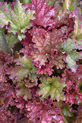 Peachberry Ice Coral Bells (Heuchera 'Peachberry Ice') at Valley View Farms