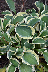 Mighty Mouse Hosta (Hosta 'Mighty Mouse') at Valley View Farms