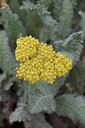 Sassy Summer Silver Yarrow (Achillea 'Sassy Summer Silver') at Valley View Farms