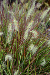 Burgundy Bunny Dwarf Fountain Grass (Pennisetum alopecuroides 'Burgundy Bunny') at Valley View Farms