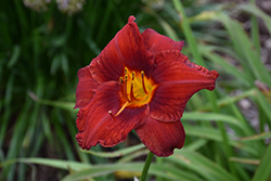 Sun Dried Tomatoes Daylily (Hemerocallis 'Sun Dried Tomatoes') at Valley View Farms