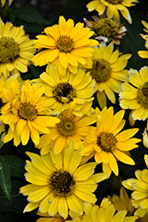 Tuscan Gold False Sunflower (Heliopsis helianthoides 'Inhelsodor') at Valley View Farms