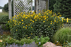 Sunshine Daydream Sunflower (Helianthus 'Sunshine Daydream') at Valley View Farms