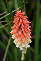 High Roller Torchlily (Kniphofia 'High Roller') at Valley View Farms
