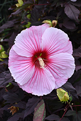 Starry Starry Night Hibiscus (Hibiscus 'Starry Starry Night') at Valley View Farms