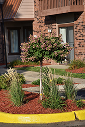 Quick Fire Hydrangea (tree form) (Hydrangea paniculata 'Bulk') at Valley View Farms