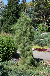 Angel Falls Weeping White Pine (Pinus strobus 'Angel Falls') at Valley View Farms