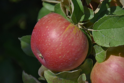 Cox's Orange Pippin Apple (Malus 'Cox's Orange Pippin') at Valley View Farms