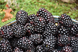 Triple Crown Blackberry (Rubus 'Triple Crown') at Valley View Farms