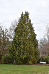 Weeping Nootka Cypress (Chamaecyparis nootkatensis 'Pendula') at Valley View Farms