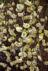 Weeping Pussy Willow (Salix caprea 'Pendula') at Valley View Farms