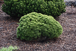 Palouse TRUdwarf Mugo Pine (Pinus mugo 'Palouse') at Valley View Farms